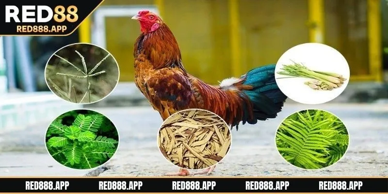 Phương pháp nuôi gà đá sơ lược cho bet thủ